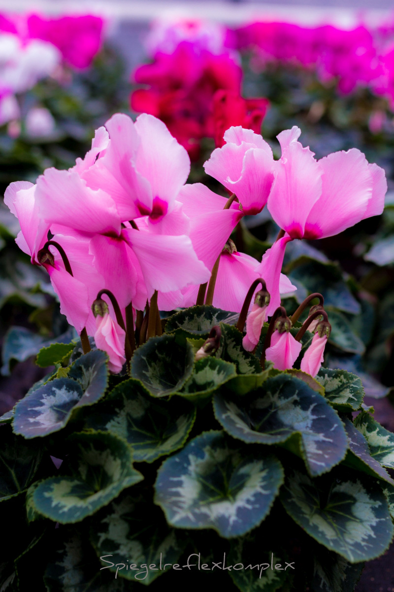» Schöne Blumen wachsen langsam, nur das Unkraut hat es eilig. « ~ William Shakespeare ~