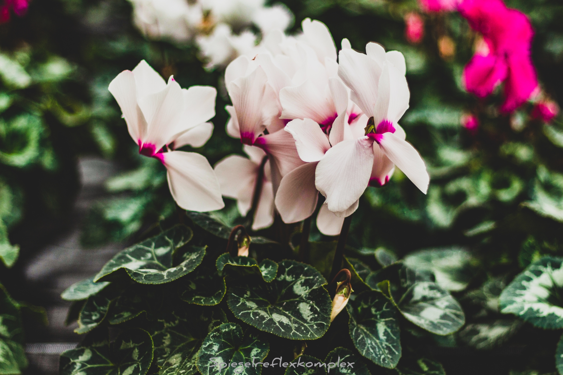 » Es gibt überall Blumen für den, der sie sehen will. « ~ Henri Matisse ~